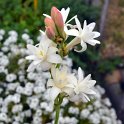 Polyanthes tuberosa 'La Perle'